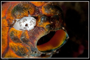 juvenile Jorunna on sea squirt... by Dray Van Beeck 